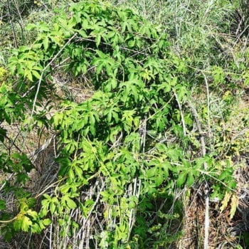 Hikers spot wild hops along the Rail Trail in Summit County during a hike on July 22, 2018.