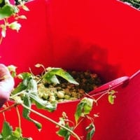 Hops Harvest - Featured