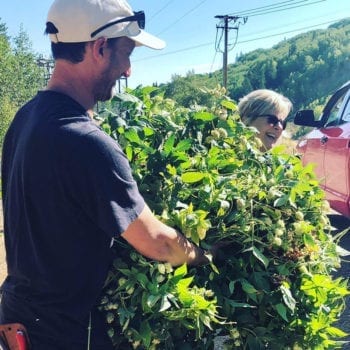 Hops Harvest - Harvesting at Empire Canyon 2