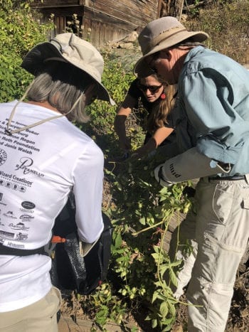 Hops Harvest - Harvesting at Empire Canyon