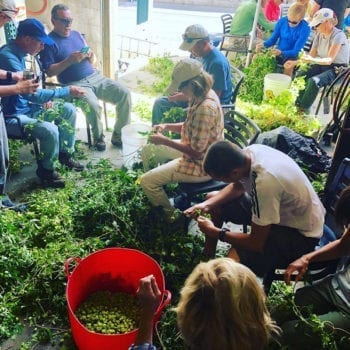 Hops Harvest - Picking Cones