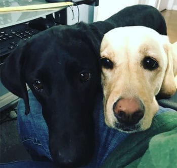 Cato, left, and Clove are Ryan and Leza's labradors.