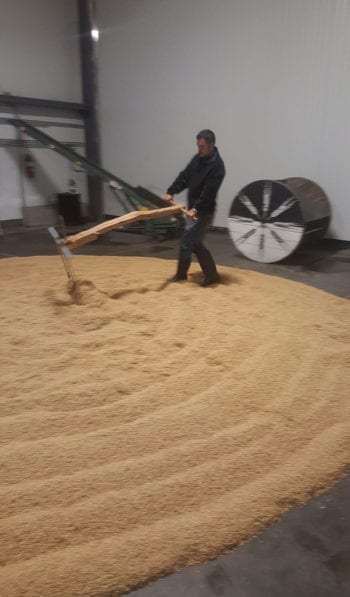 Floor malting requires raking grain every 8-10 hours after it's steeped. Photo credit: James Weed