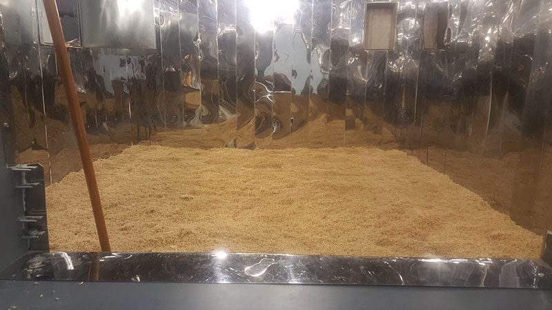 Solstice Malt's first batch in the kiln. Warm air is pushed through perforated steel underneath the grain bed. Moisture is cut and different times and temperatures in the kiln help to create different styles of malt. Photo credit: James Weed