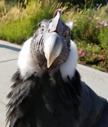 Andy, an Andean condor, is celebrating his 60th 'bird-day.' © Tracy Aviary